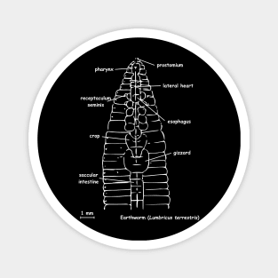 Earthworm (Lumbricus terrestris) anatomy, white Magnet